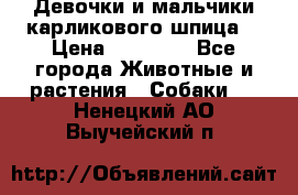 Девочки и мальчики карликового шпица  › Цена ­ 20 000 - Все города Животные и растения » Собаки   . Ненецкий АО,Выучейский п.